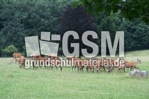 Rotwild - Rothirsch_5397.jpg